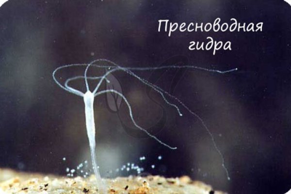 Кракен маркетплейс откуда взялся