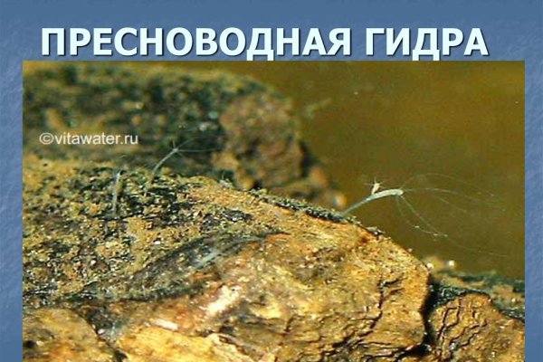 Найти ссылку на кракен