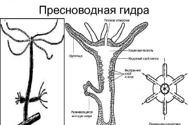 Какая ссылка у кракена