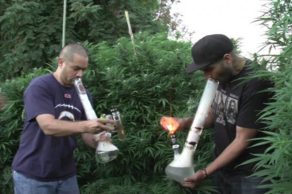 Mega darknet ссылка